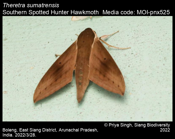 theretra-sumatrensis-joicey-kaye-1917-southern-spotted-hunter